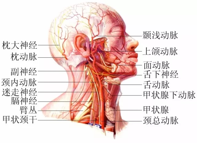 脖子才是身體最致命的位置！